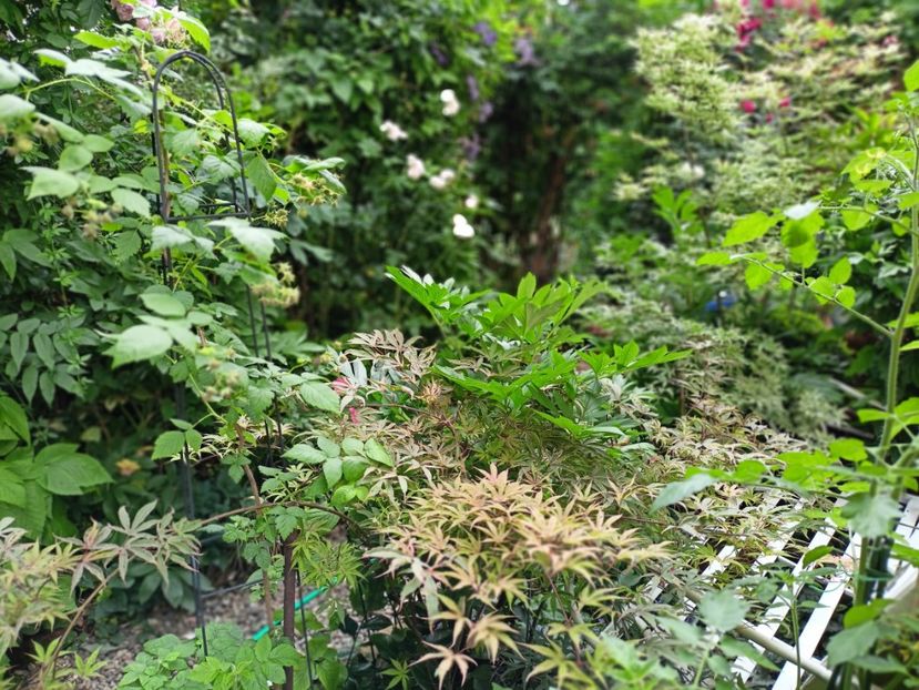  - Grădina 2025 continuare 3