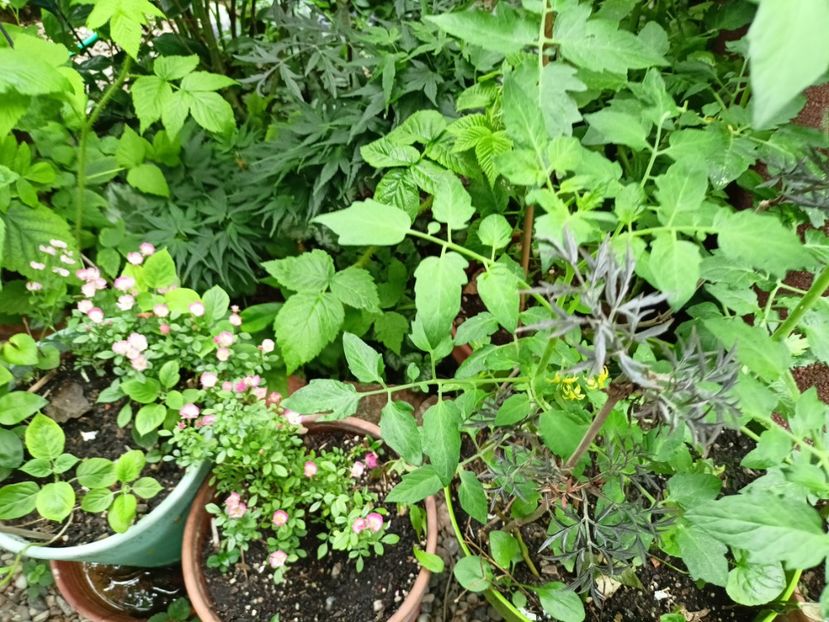  - Grădina 2025 continuare 3