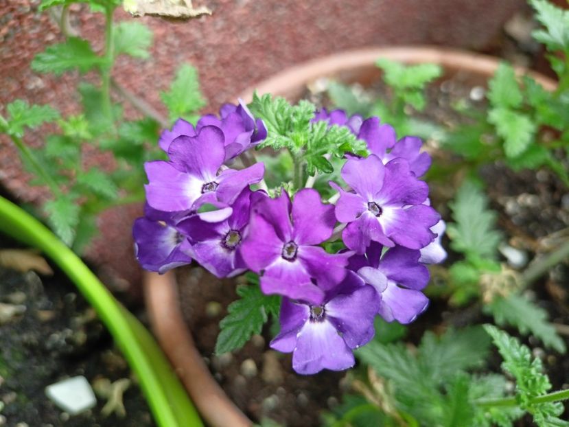  - Grădina 2025 continuare 3