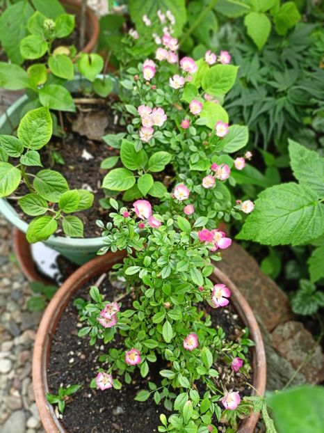  - Grădina 2025 continuare 3