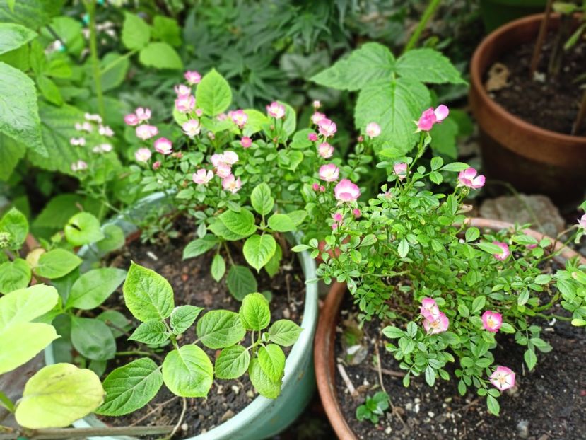  - Grădina 2025 continuare 3