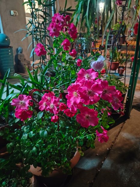 Rosa "Stadt Rom" - Gradina si terasa PrimaLuce__11-Hello 2025