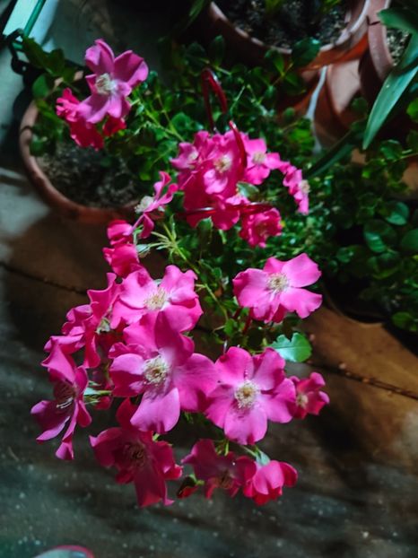  - Gradina si terasa PrimaLuce__11-Hello 2025