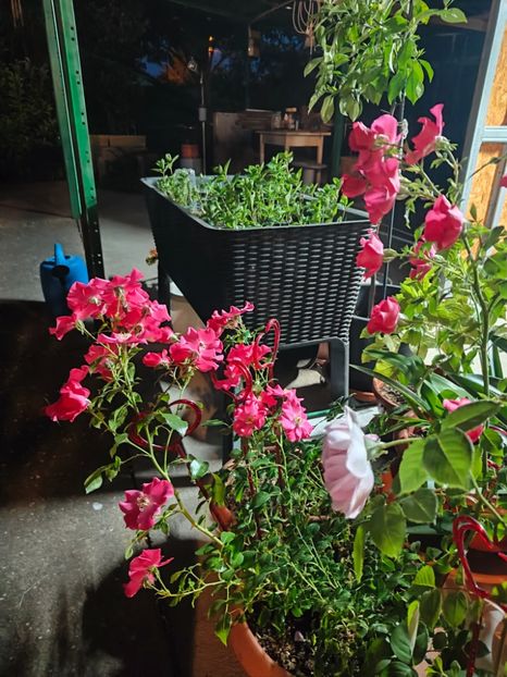  - Gradina si terasa PrimaLuce__11-Hello 2025