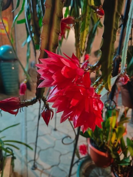  - Gradina si terasa PrimaLuce__11-Hello 2025