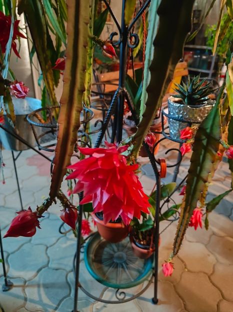  - Gradina si terasa PrimaLuce__11-Hello 2025