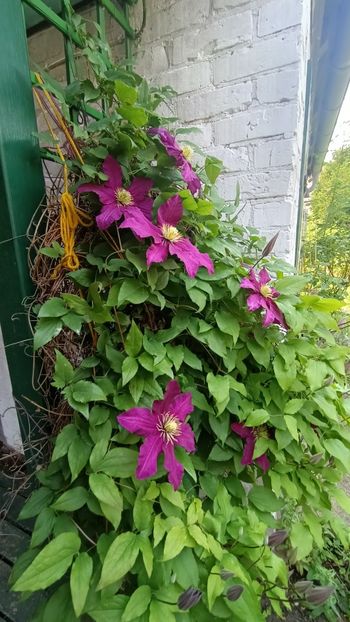 Img.2025.06.11 - Otterndorf