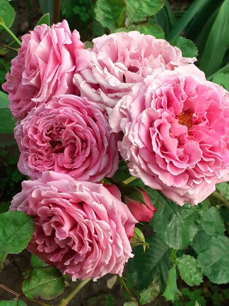  - Agnes 2021 - 2022-2023