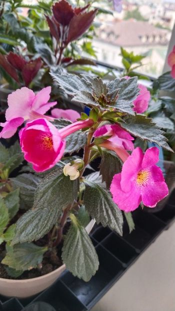  - 2025-BriD s Pink Lily