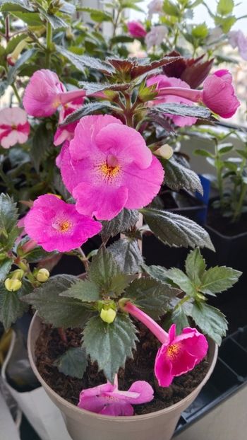  - 2025-BriD s Pink Lily