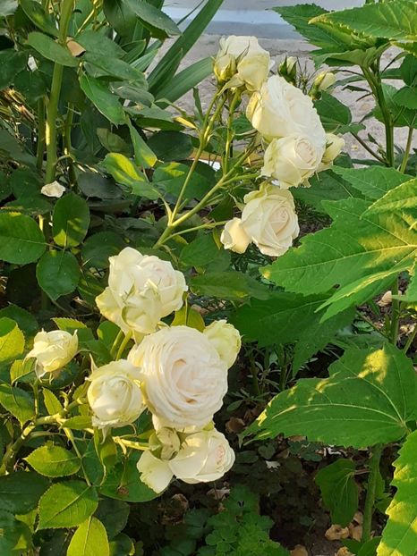  - Palais Royale 2022 - 2023-2024