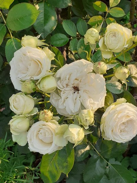  - Palais Royale 2022 - 2023-2024