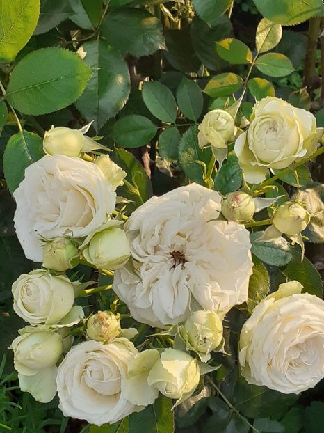  - Palais Royale 2022 - 2023-2024