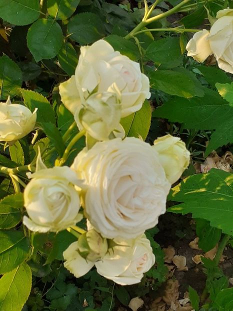  - Palais Royale 2022 - 2023-2024