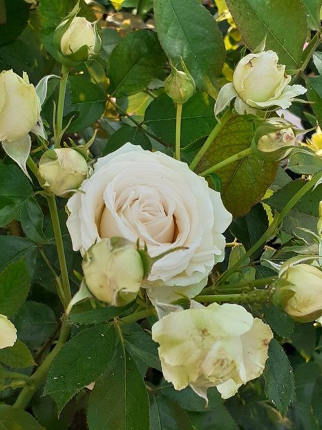  - Palais Royale 2022 - 2023-2024