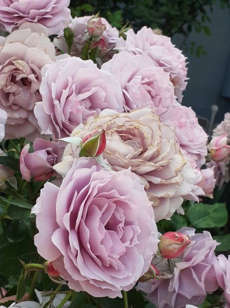  - Novalis 2022- 2023-2024