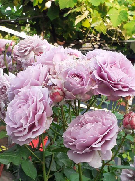  - Novalis 2022- 2023-2024