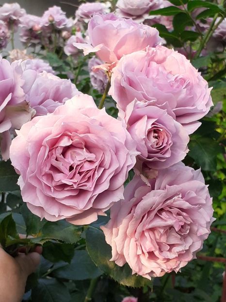  - Novalis 2022- 2023-2024