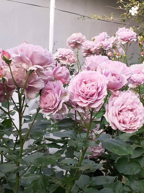 20250612_064542(0) - Novalis 2022- 2023-2024