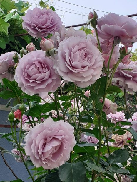  - Novalis 2022- 2023-2024