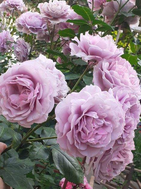  - Novalis 2022- 2023-2024