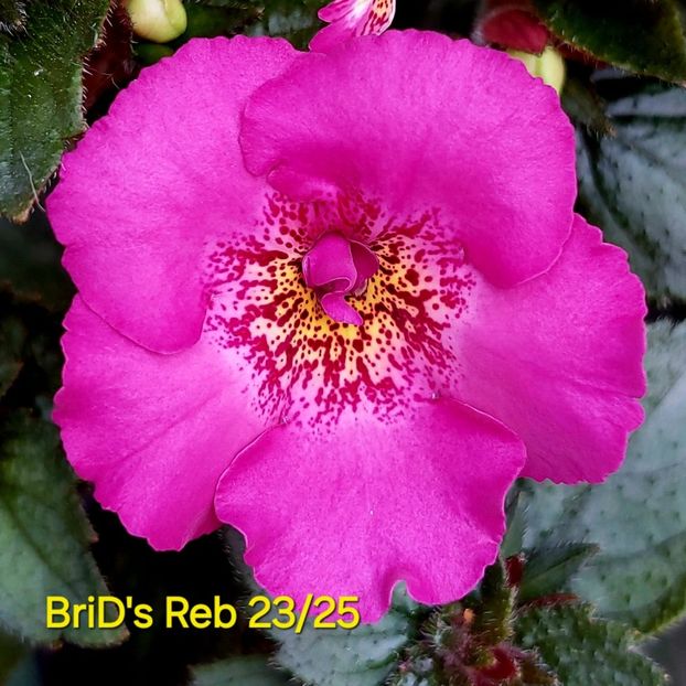 Img.2025.06.12 - Achi din semințe BriDs 2025