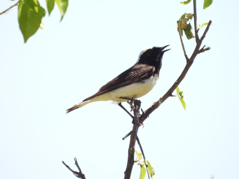  - Vacanta la mare 2025