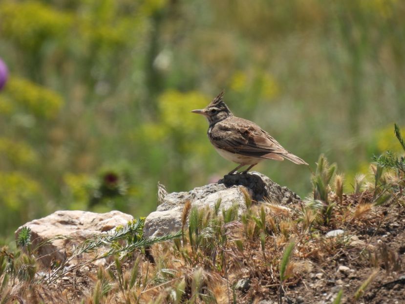  - Vacanta la mare 2025