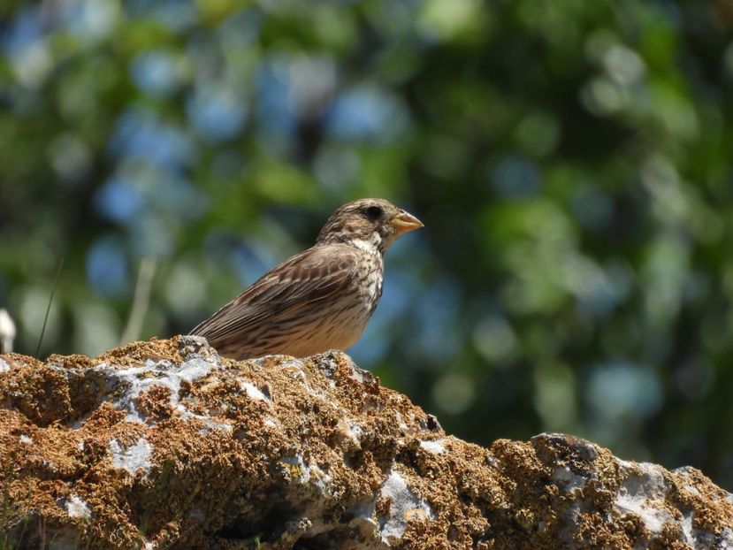  - Vacanta la mare 2025