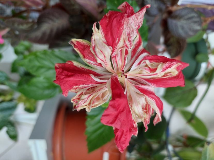 Baptistii (13-06-2025) - Hibiscus 2025