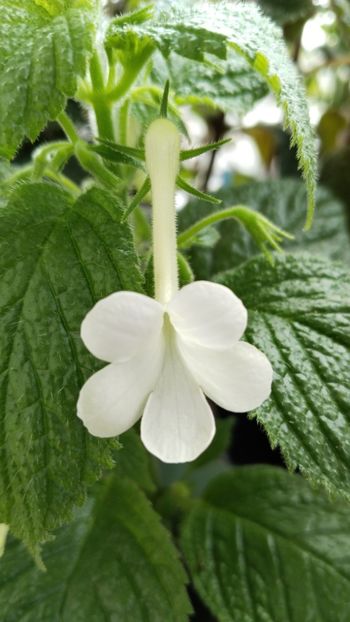  - 2025-GRANDIFLORA ALBA