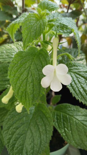  - 2025-GRANDIFLORA ALBA