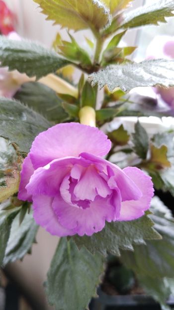  - 2025-LAVENDER ENGLISE ROSE