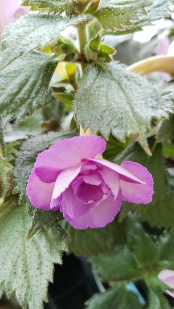  - 2025-LAVENDER ENGLISE ROSE