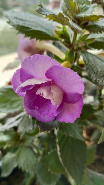  - 2025-LAVENDER ENGLISE ROSE