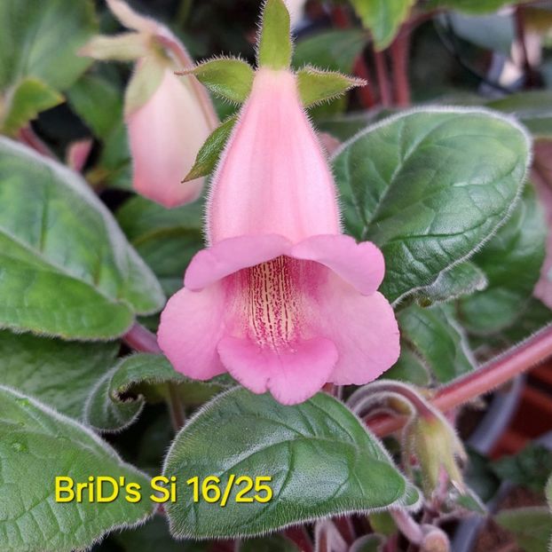 Img-2025.06.13 - Sinningia din semințe hibrizi Dna Dietze 2025