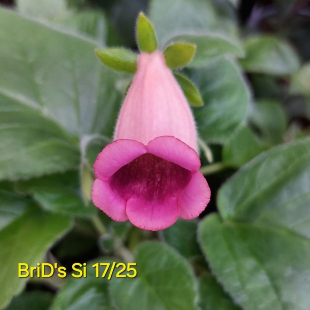 Img-2025.06.11 - Sinningia din semințe hibrizi Dna Dietze 2025