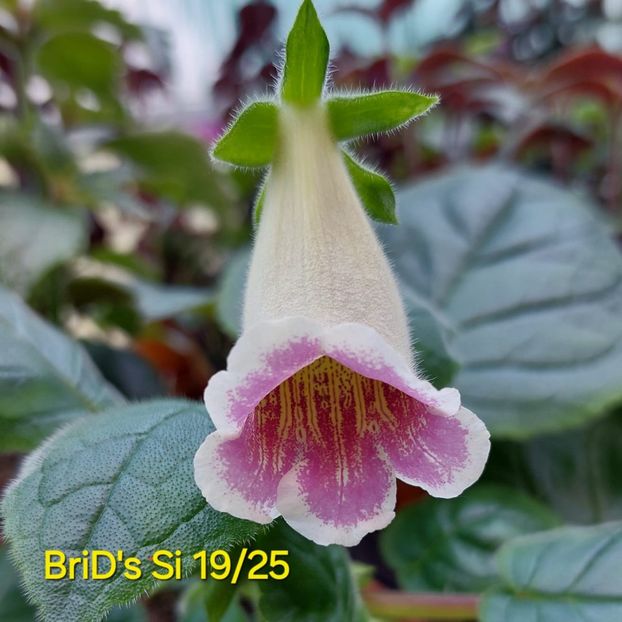 Img-2025.06.13 - Sinningia din semințe hibrizi Dna Dietze 2025