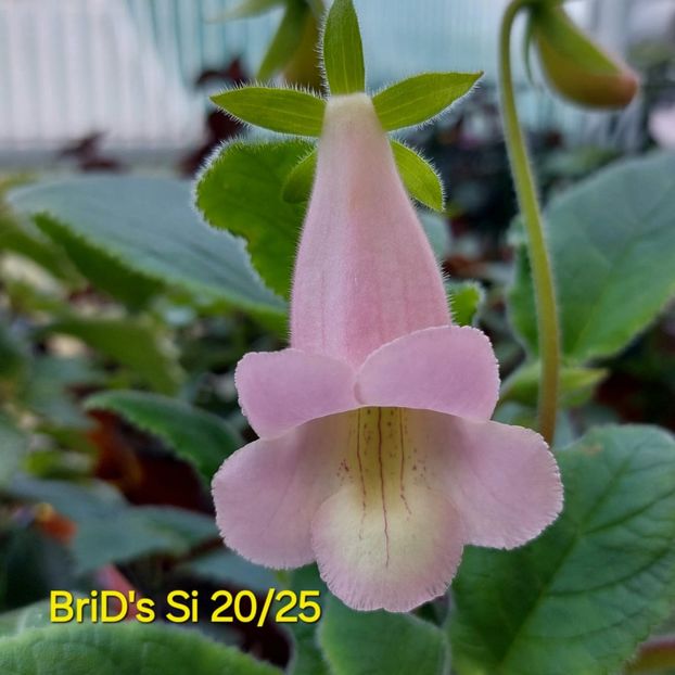 Img-2025.06.13 - Sinningia din semințe hibrizi Dna Dietze 2025