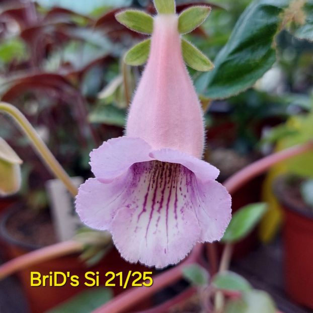 Img-2025.06.13 - Sinningia din semințe hibrizi Dna Dietze 2025