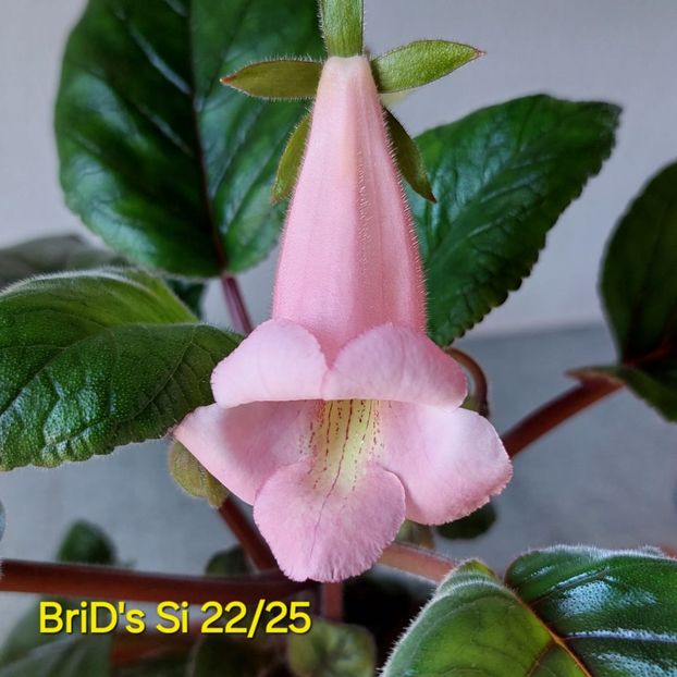 Img-2025.06.13 - Sinningia din semințe hibrizi Dna Dietze 2025