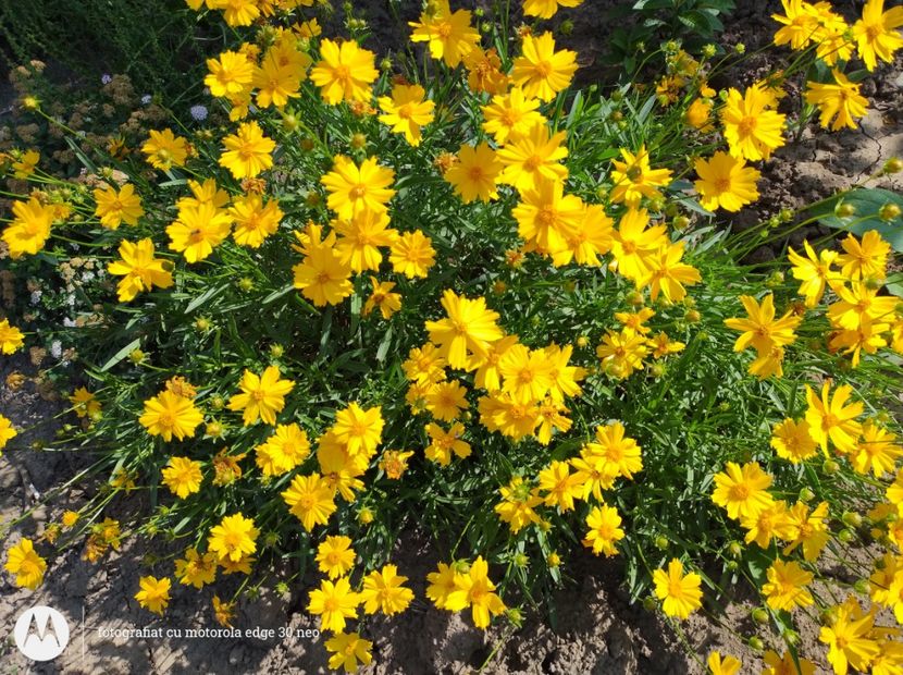  - Flori de gradină-2025