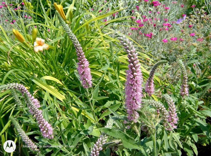  - Flori de gradină-2025