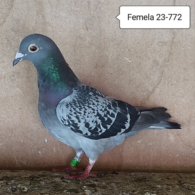 Femela 23-772 - Porumbei vanduti