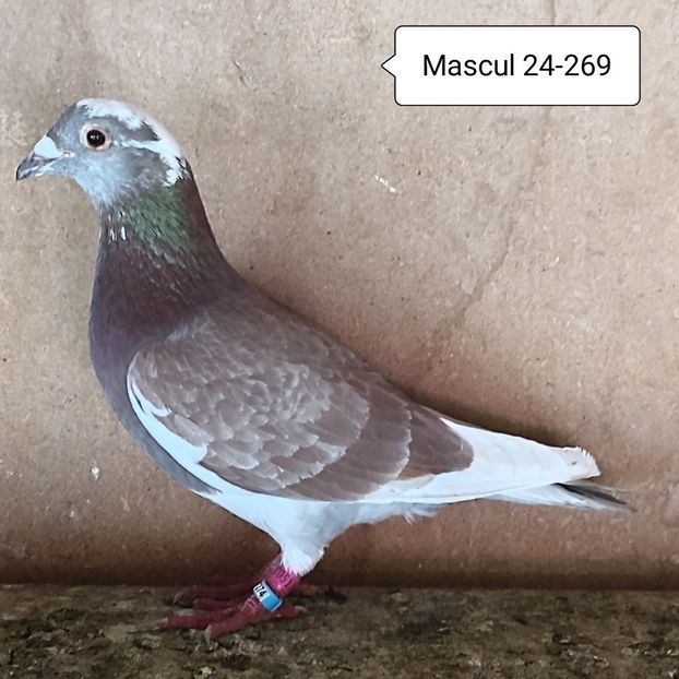 Mascul 24-269 - Bălțat rosu