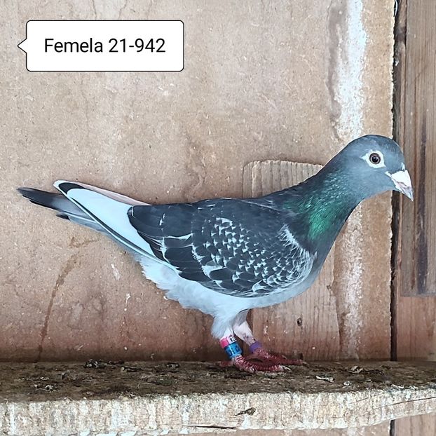 Femela 21-942 - Porumbei vanduti