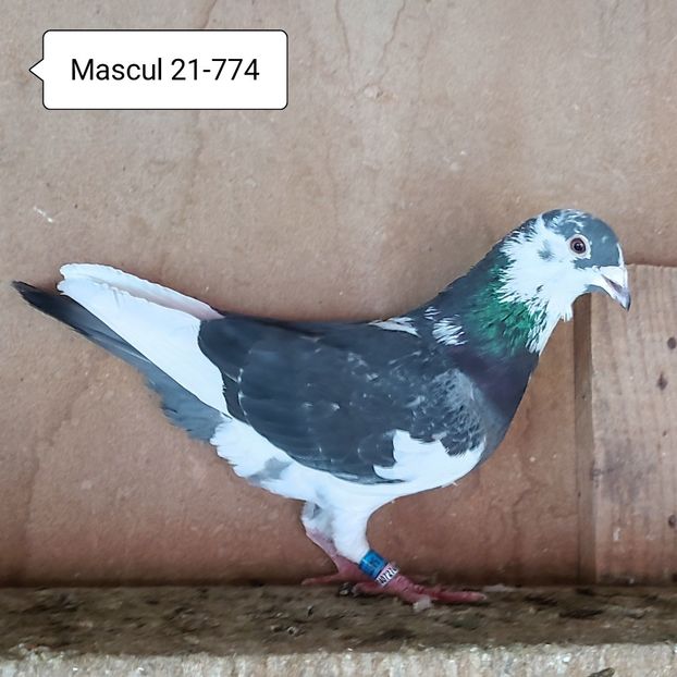 Mascul 21-774 - Porumbei vanduti