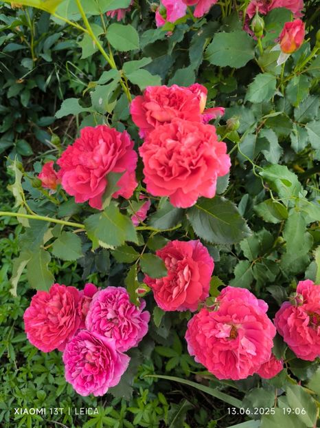  - Trandafiri 2025