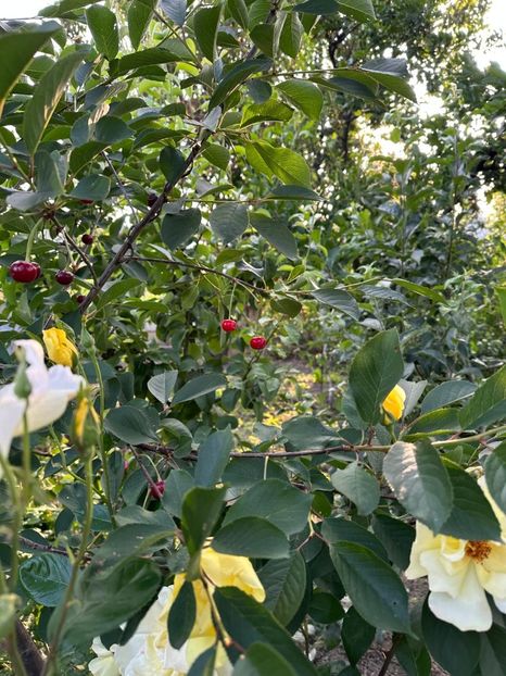 WhatsApp Image 2025-06-13 at 20.35.30_2bc57273 - 0 00 1 2025 13 06 Roman