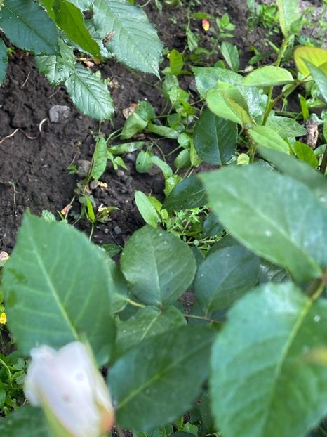 WhatsApp Image 2025-06-13 at 20.36.29_54f9bbcd - 0 00 1 2025 13 06 Roman